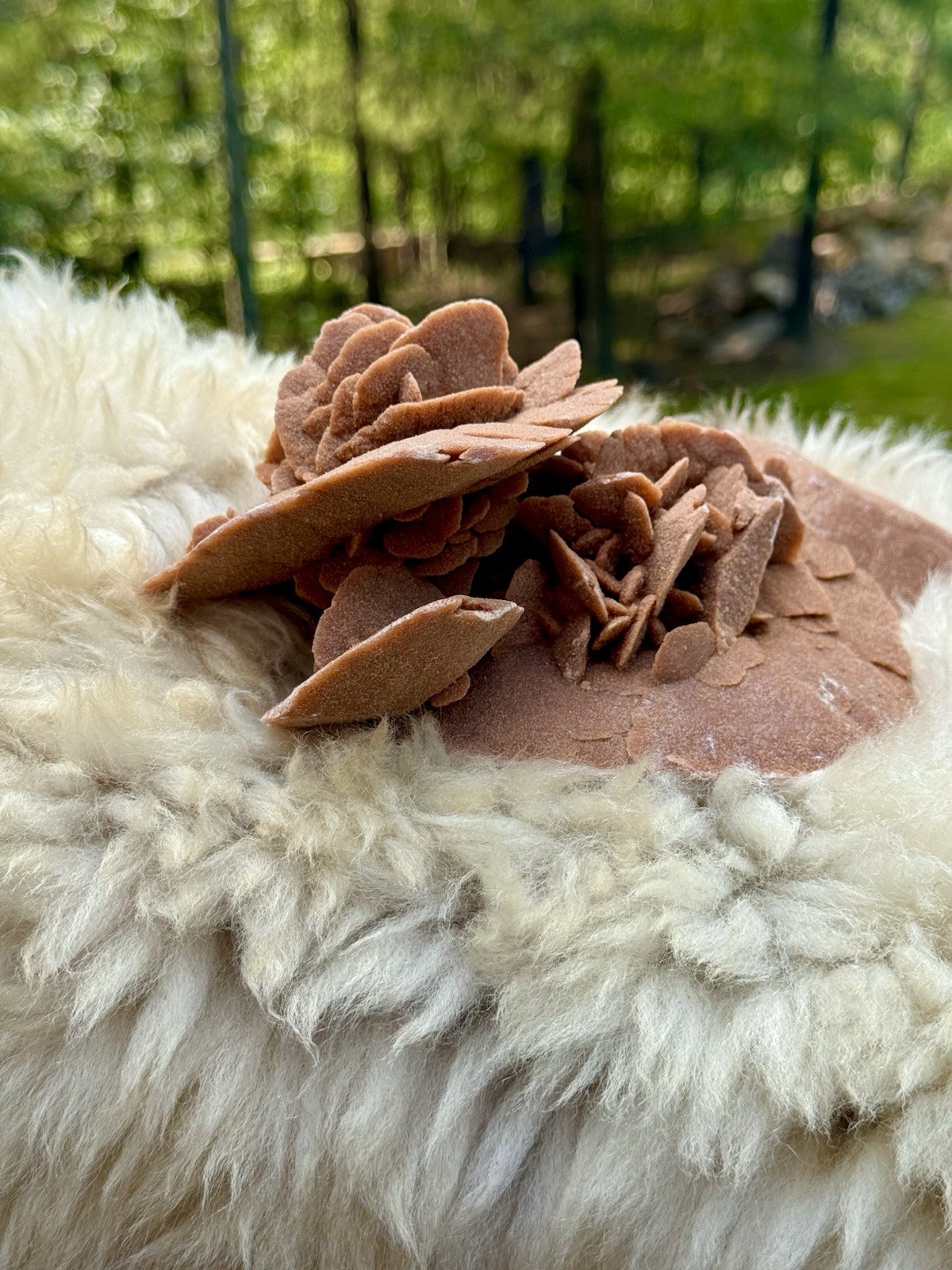 Large Desert Rose Selenite Gypsum Cluster 7” Natural Mineral Specimen 987g