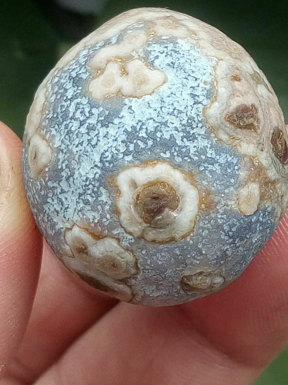 36mm Natural Gobi agate eye agate/stone,Suiseki-viewing collection china