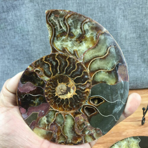 top! Natural ammonite fossil conch Crystal specimen healing+stand 1PC 200g+