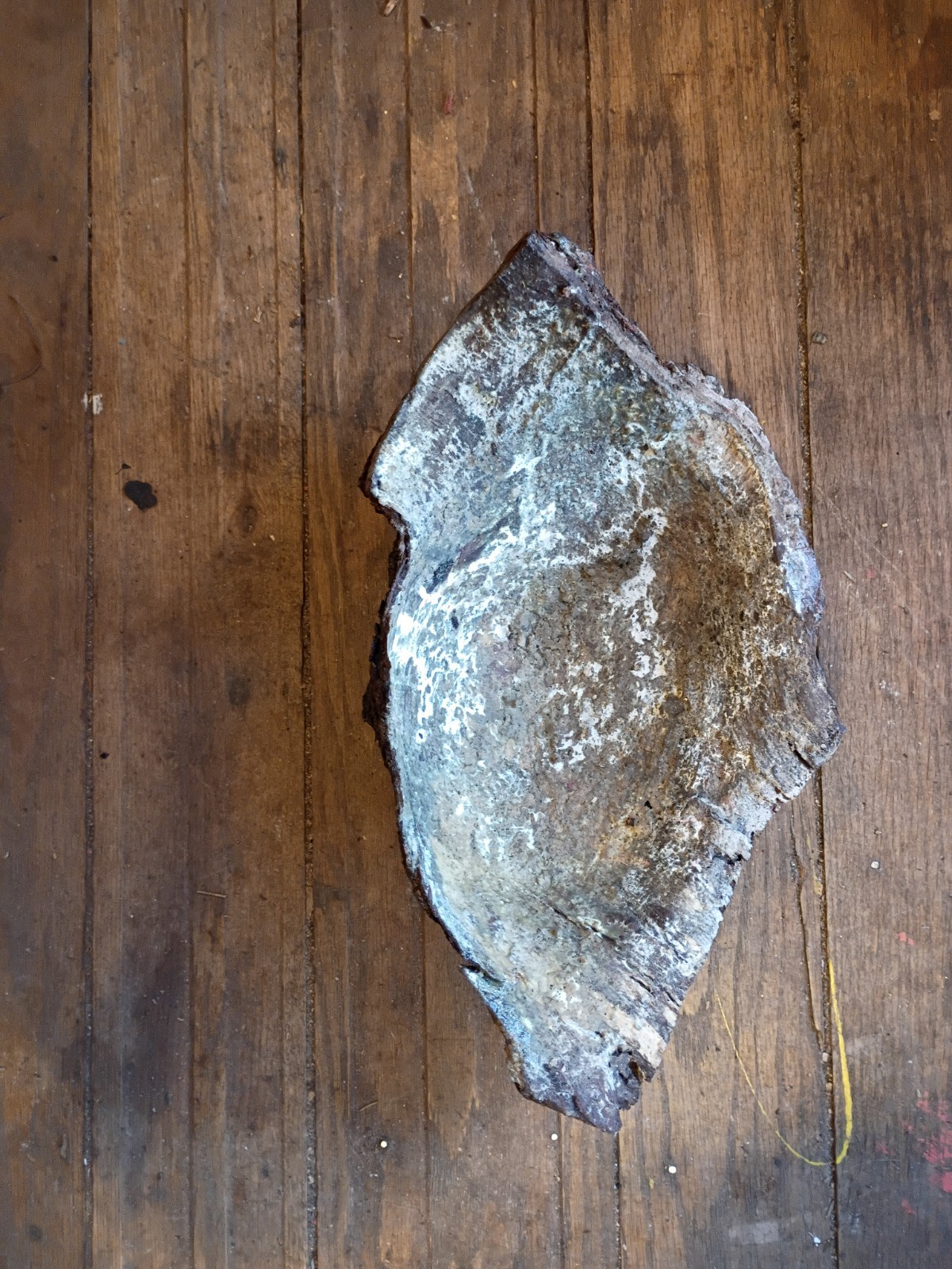 Dark Brown Rough preserved Natural pine tree bark burl Specimen