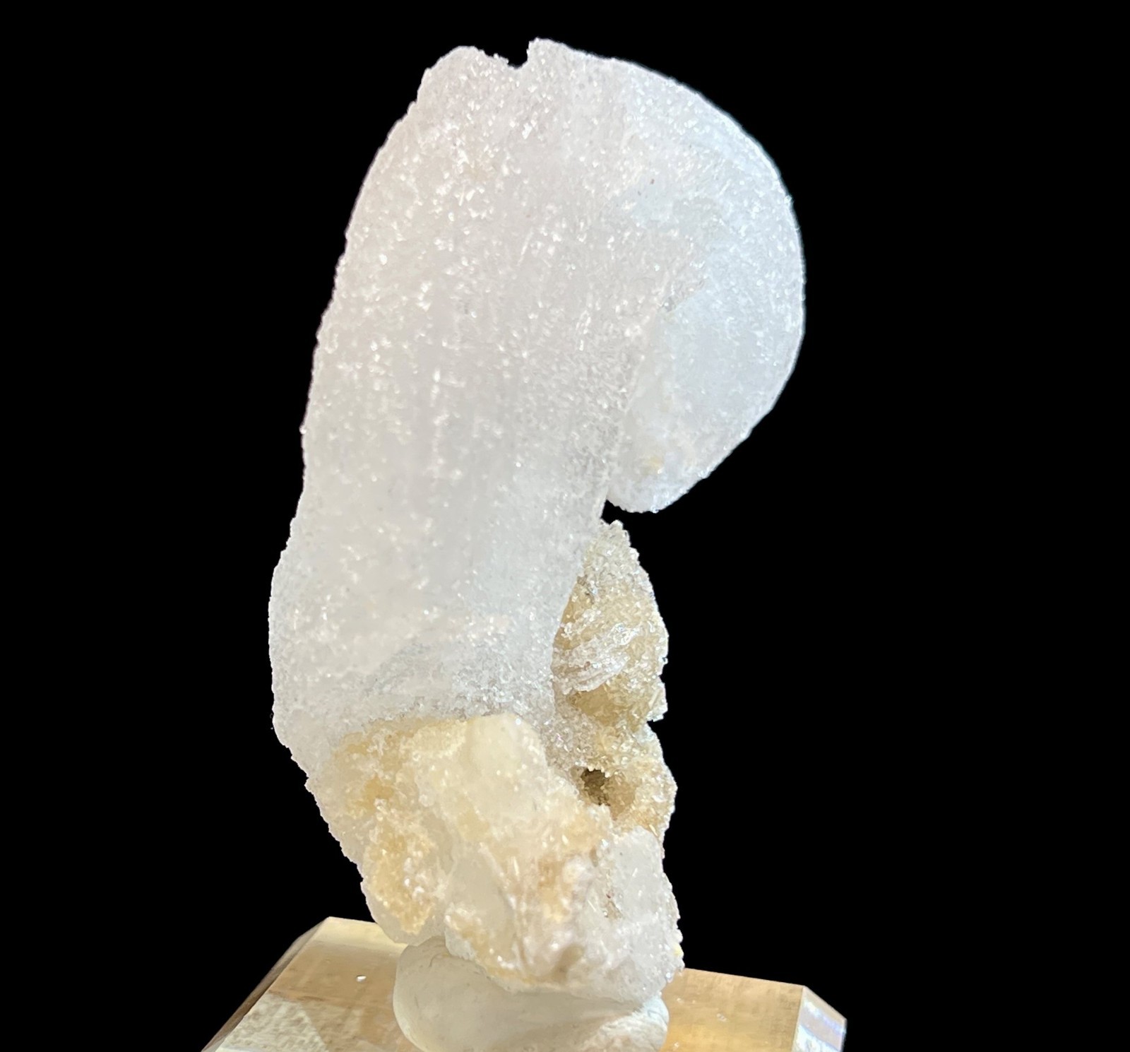 76mm ‘Ram’s Horn’ shape Selenite (Gypsum), Natural Mineral Specimen