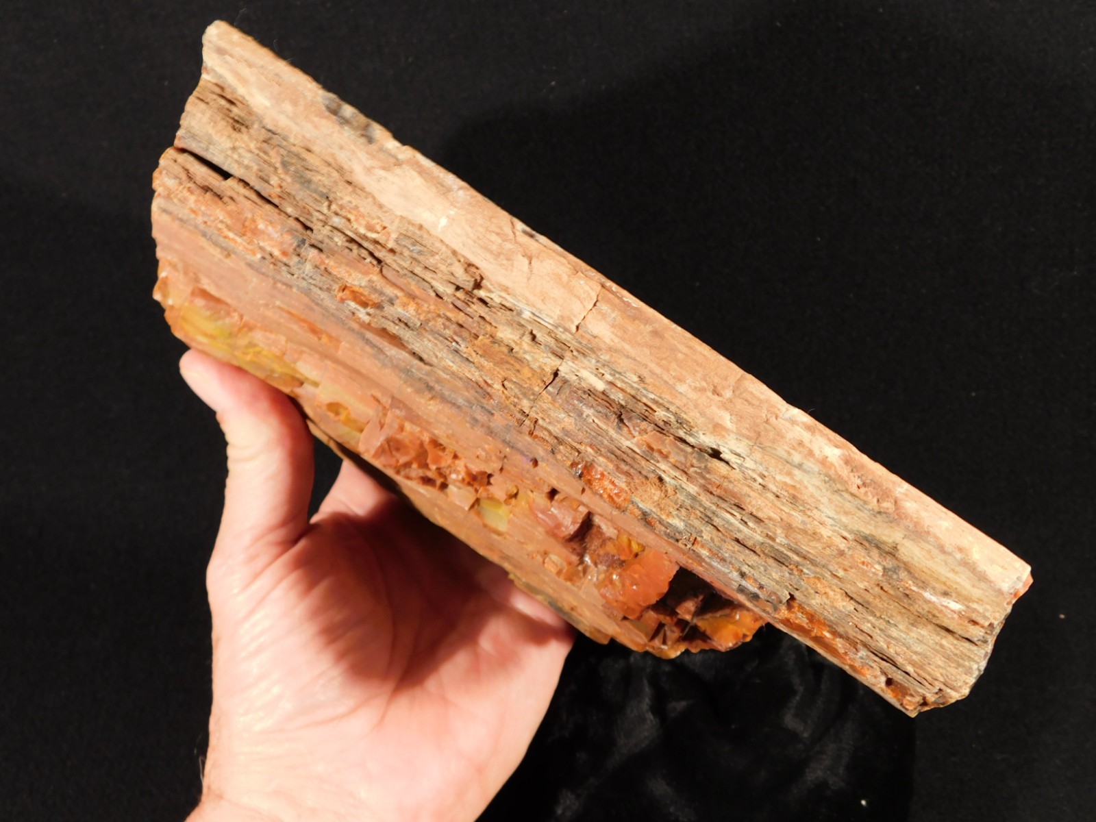 Nice BARK! Big Polished Petrified RAINBOW WOOD Fossil Arizona 2595gr