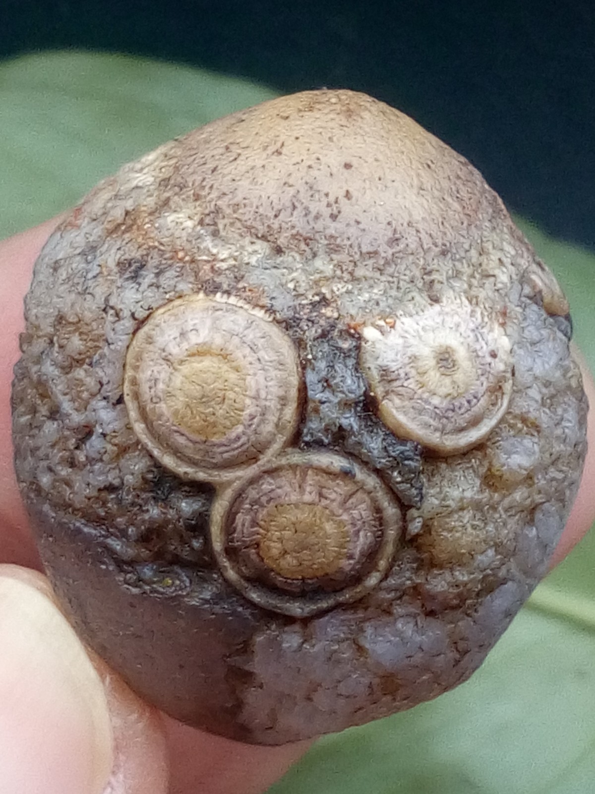 36mm Natural Gobi Agate eye agate stone collection