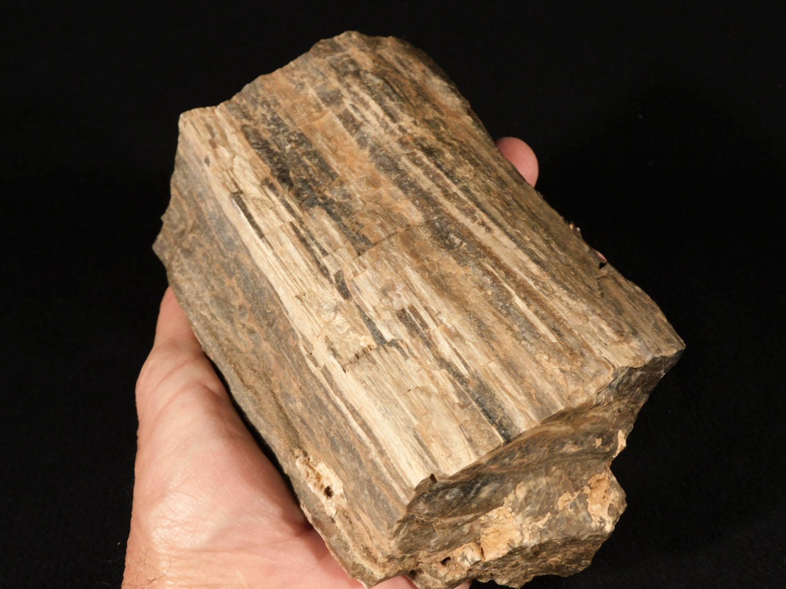 Well Defined BARK! Big 100% Natural Petrified Wood Fossil Jurassic Utah 1740gr