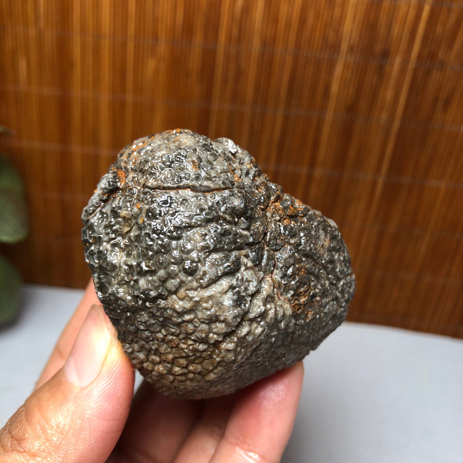 56mm Rare Rugose Coral Slab original Actinocyathus Morocco 133g A9418
