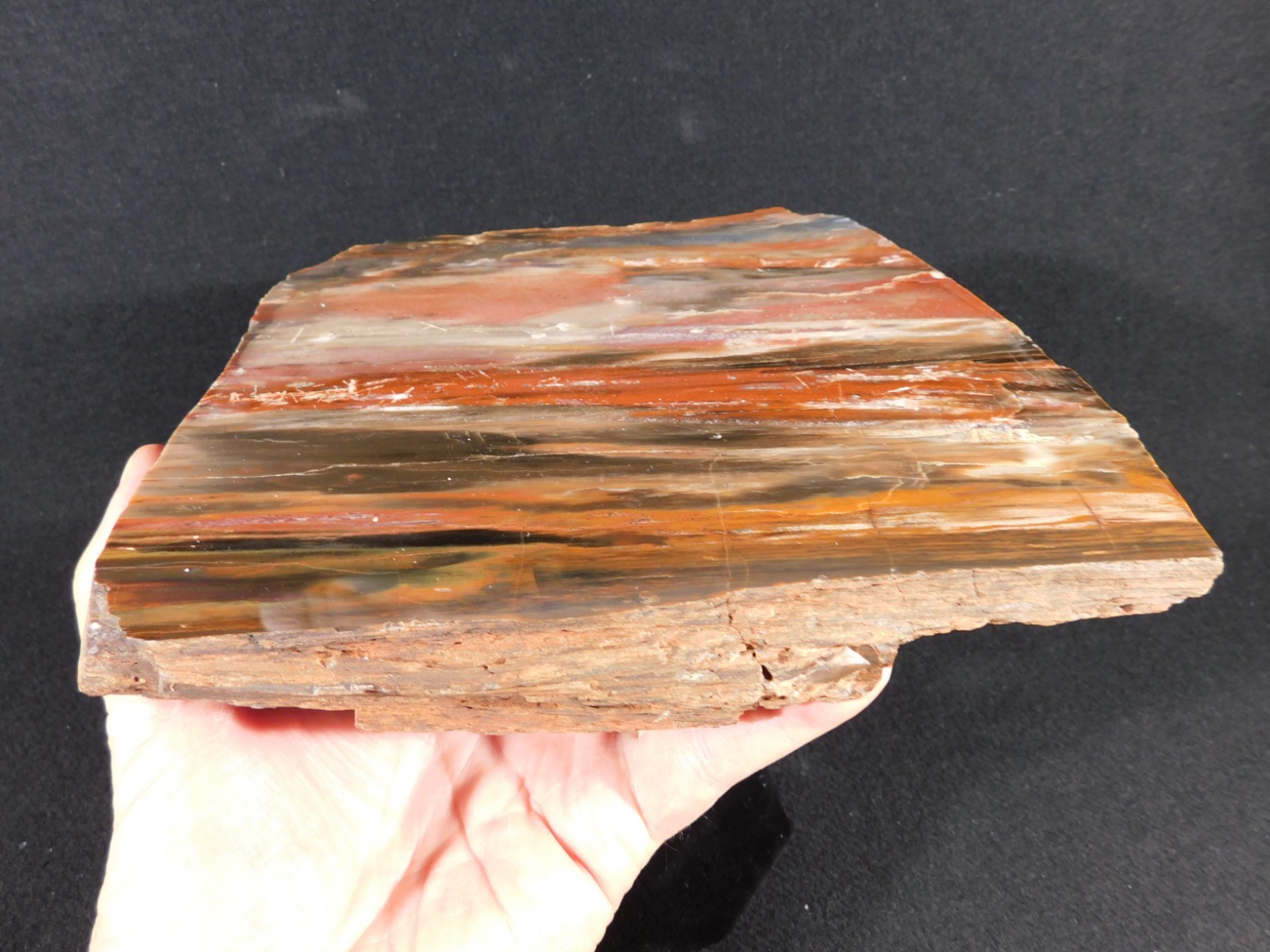 Big! 210 MILLION Year Old! Polished Petrified RAINBOW WOOD Fossil Arizona 1960gr