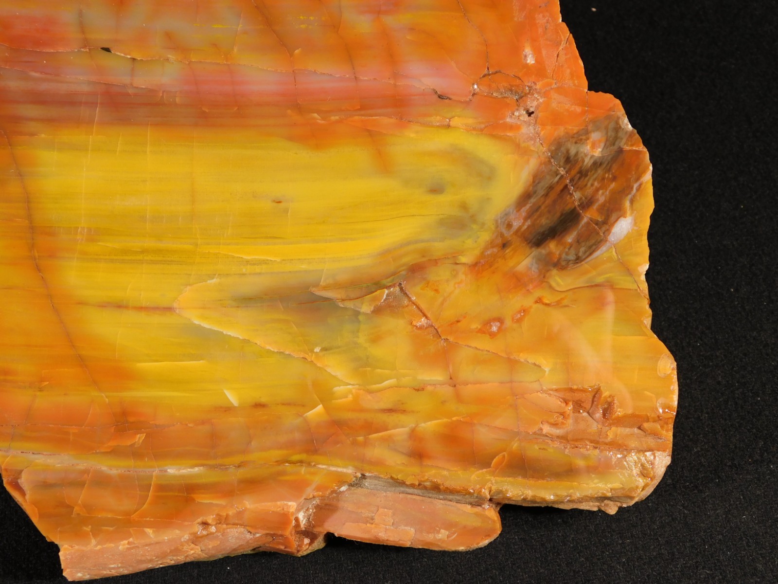 Nice BARK! Big Polished Petrified RAINBOW WOOD Fossil Arizona 2595gr