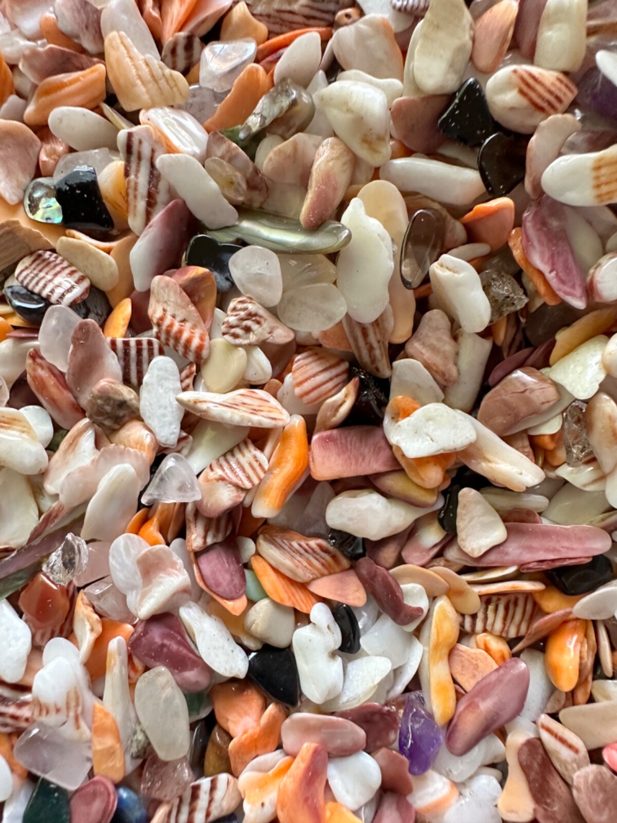 1/4LB Lion Paw Shells Mano de Lion Orange Bit Size 1/8” – 1/4” Seashells