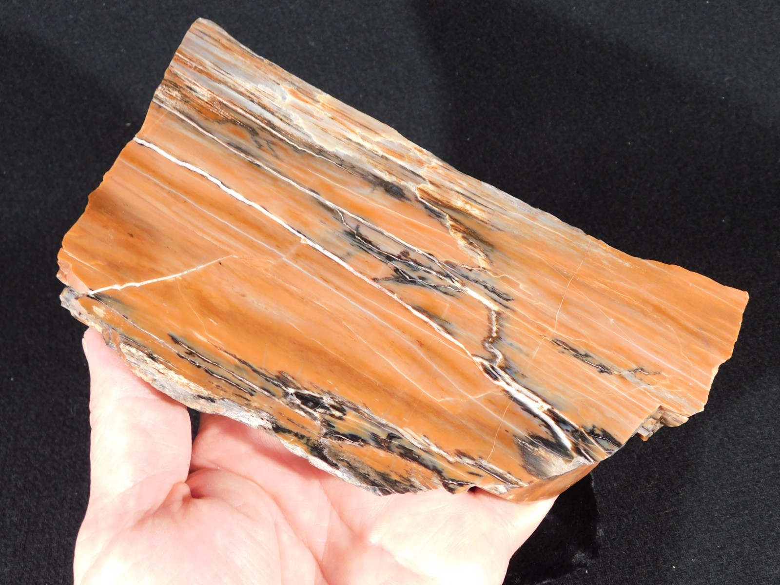 210 Million Year Old! Polished RAINBOW Petrified WOOD Fossil Slab Arizona 643gr