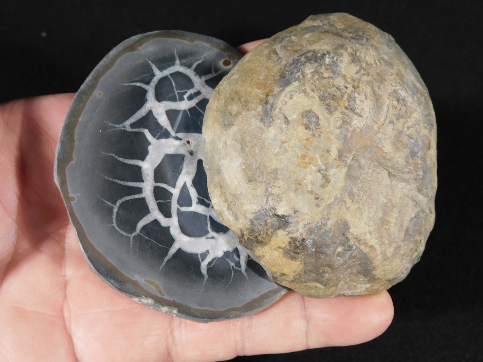 Larger! Cut and Polished SEPTARIAN Nodule 100% Natural Morocco 341gr