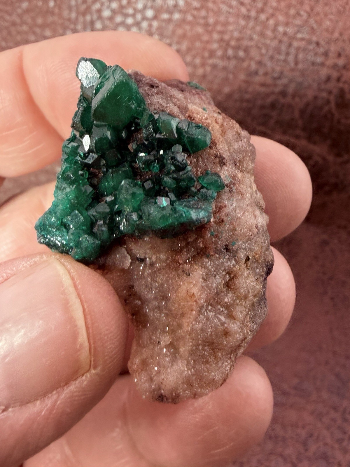 Emerald Green Dioptase Crystal Cluster from the Congo in Africa 22.6 g.
