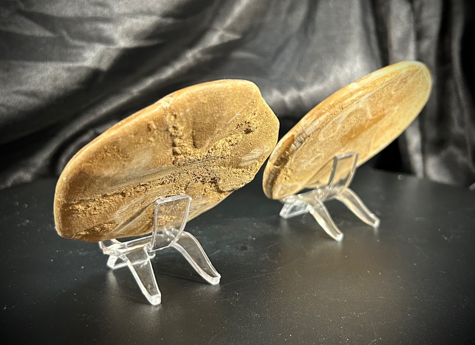 2 Fossil Echinoid Sand Dollars With Acrylic Stands (292 Grams)