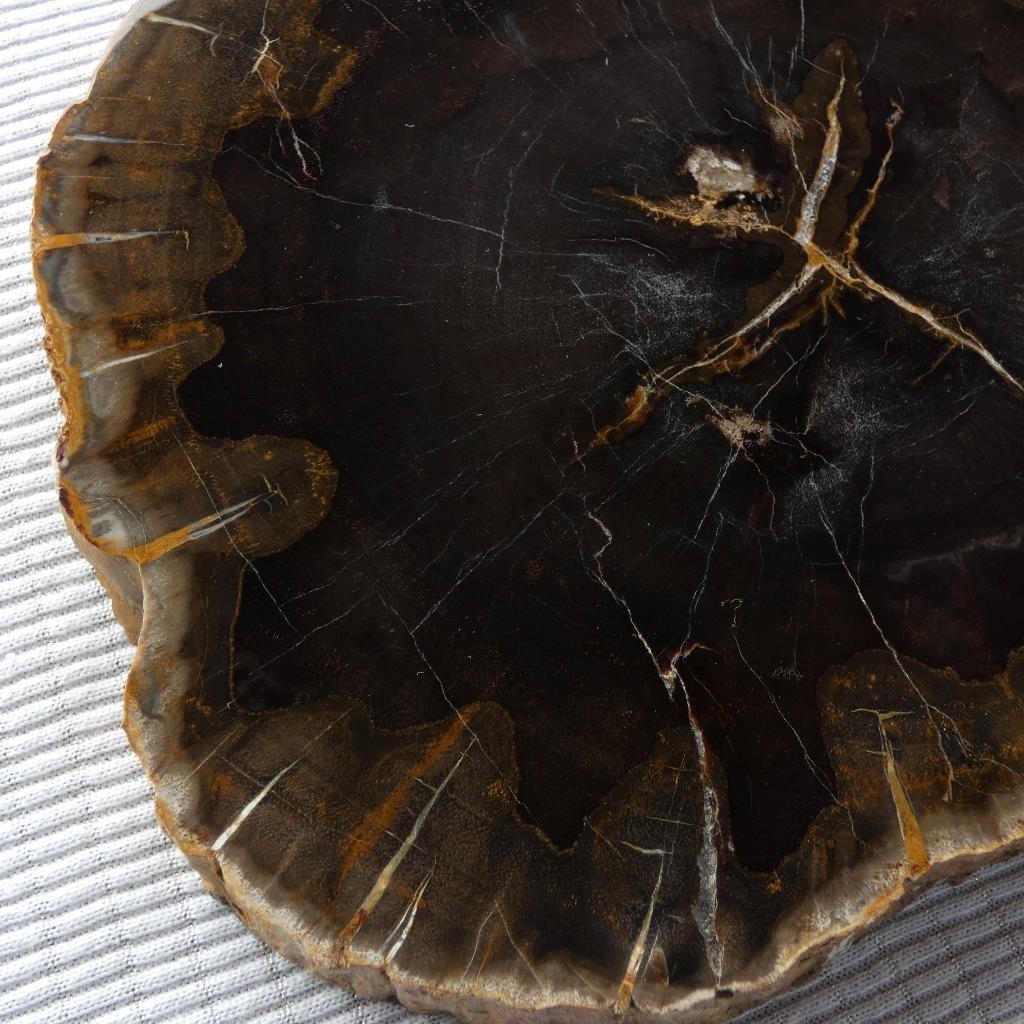 RimRock: 1.90 Lbs Polished NEW MEXICO PETRIFIED WOOD Rough Full Round