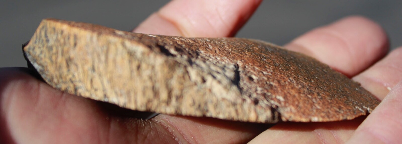 Petrified Palmwood • 2.0 oz. • Juab County, Utah