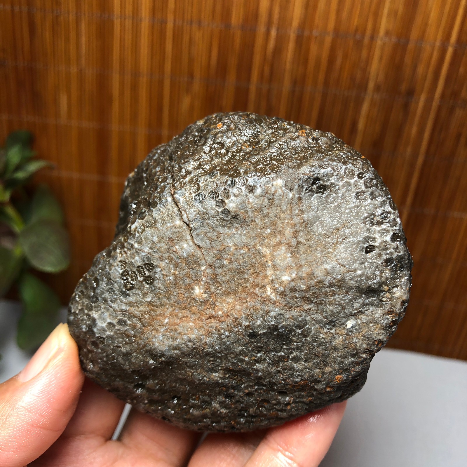 73mm Rare Rugose Coral Slab original Actinocyathus Morocco 291g AA9419