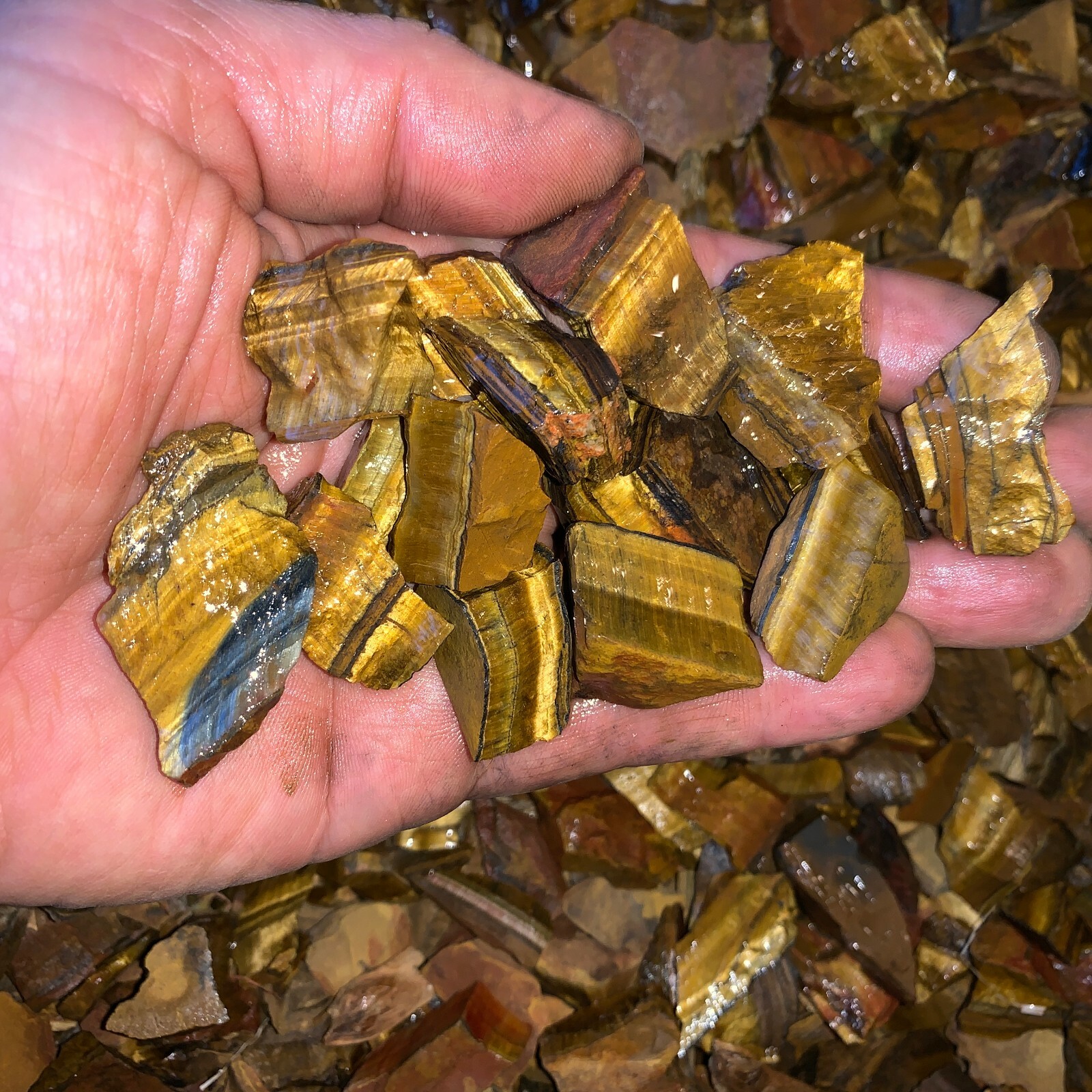 (SMALL) GOLD Tiger Eye Rough – 3000 Carat Lots + a FREE Faceted Gemstone
