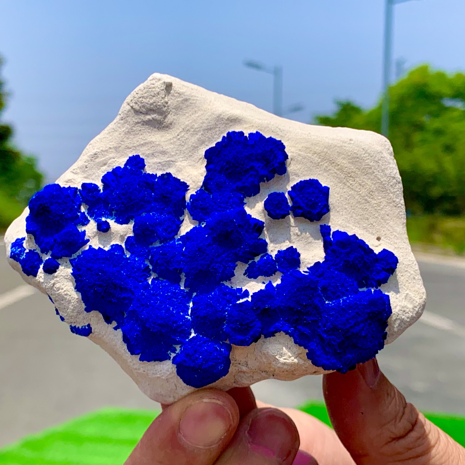 145GRare!Australia Klein blue azurite sunflower coexists on white kaolin bedrock