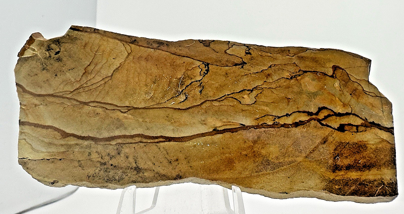 2) Rare Polished Ohwlee Picture Jasper Slab 5.25″ Display Specimen 2.8 oz