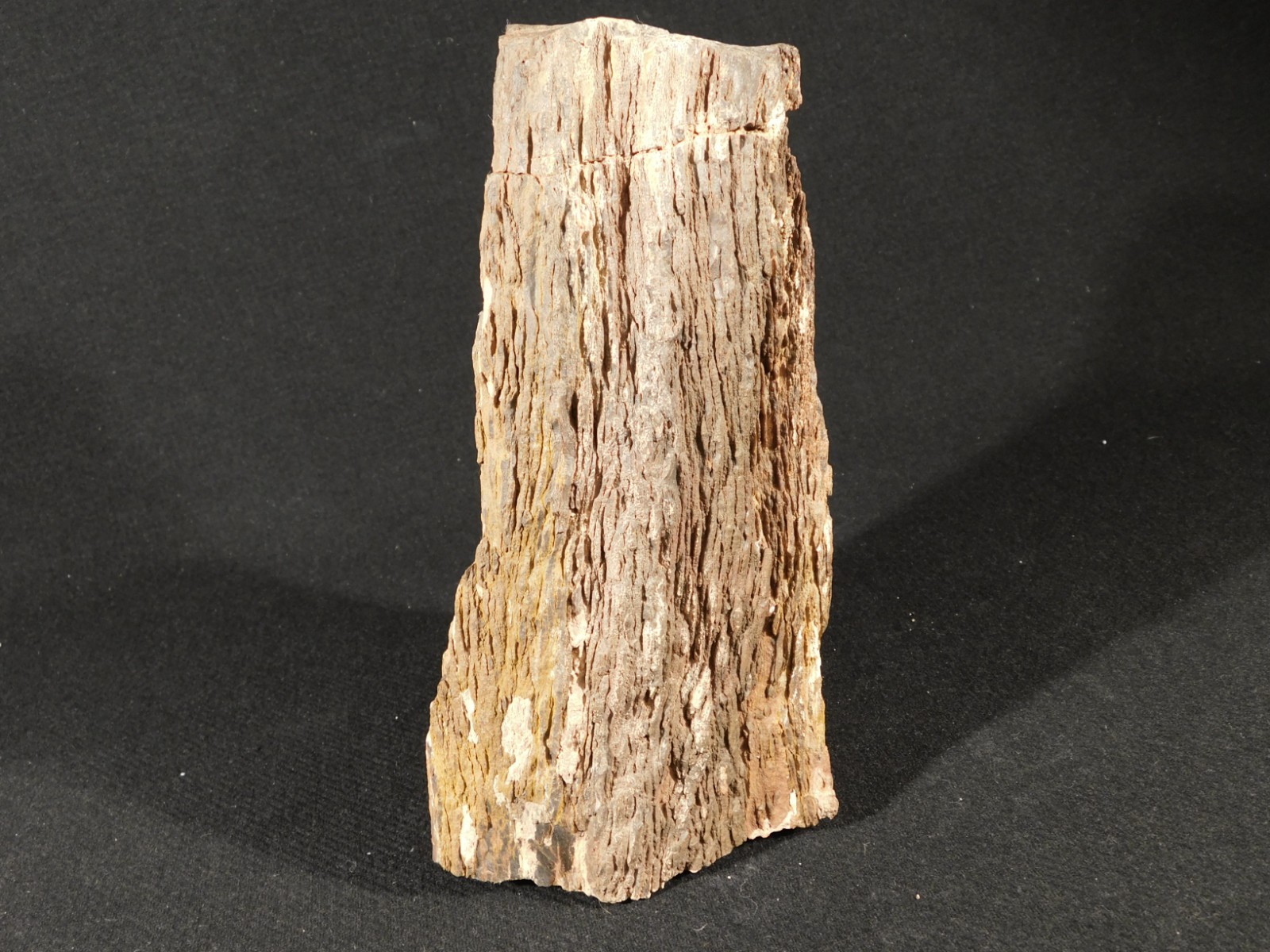 Larger! FERN PALM or CYCAD Fossil From Jurassic Utah! 100% Natural 2030gr