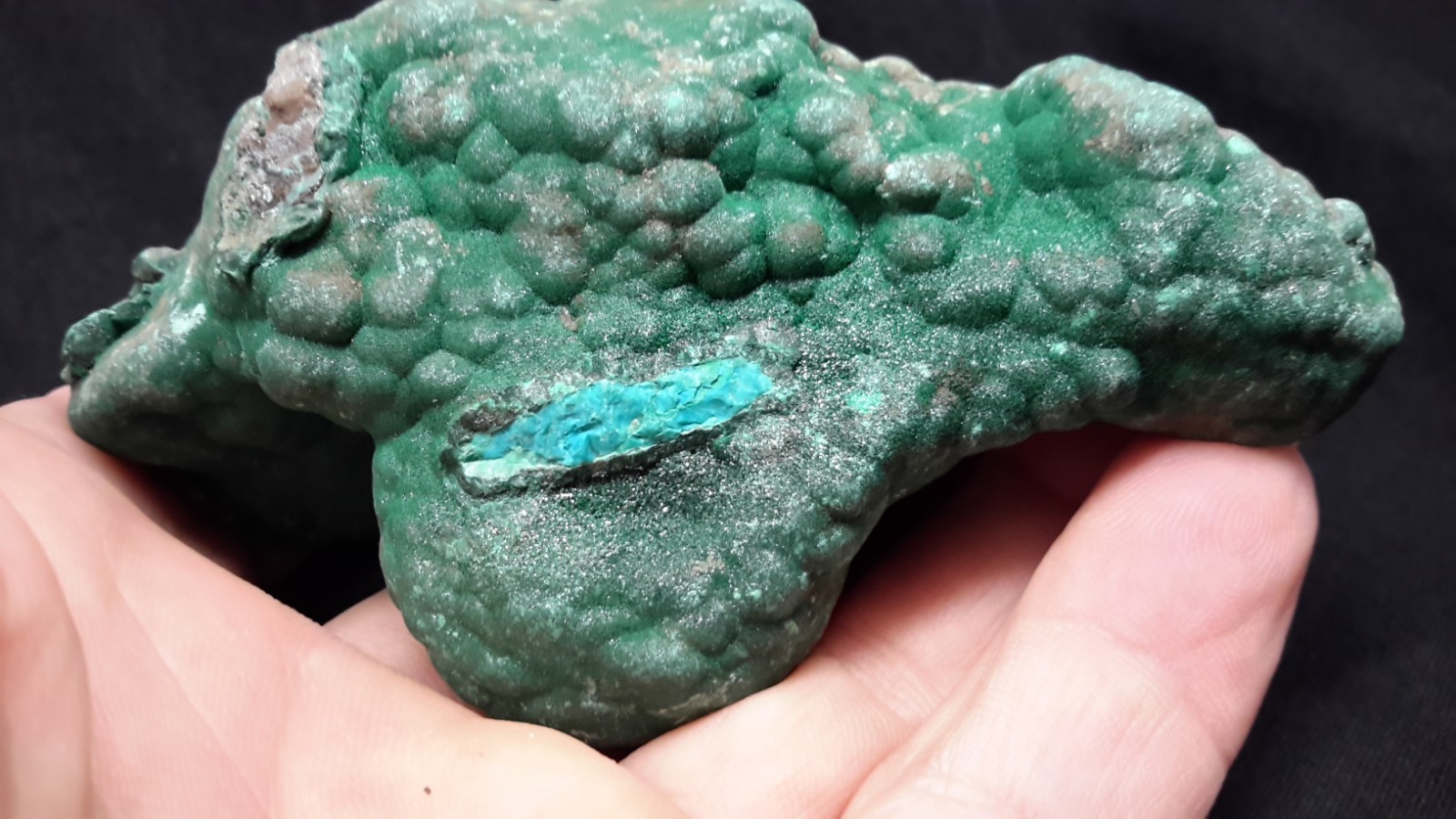 3.75″ MALACHITE with CHRYSOCOLLA from the Democratic Republic of Congo