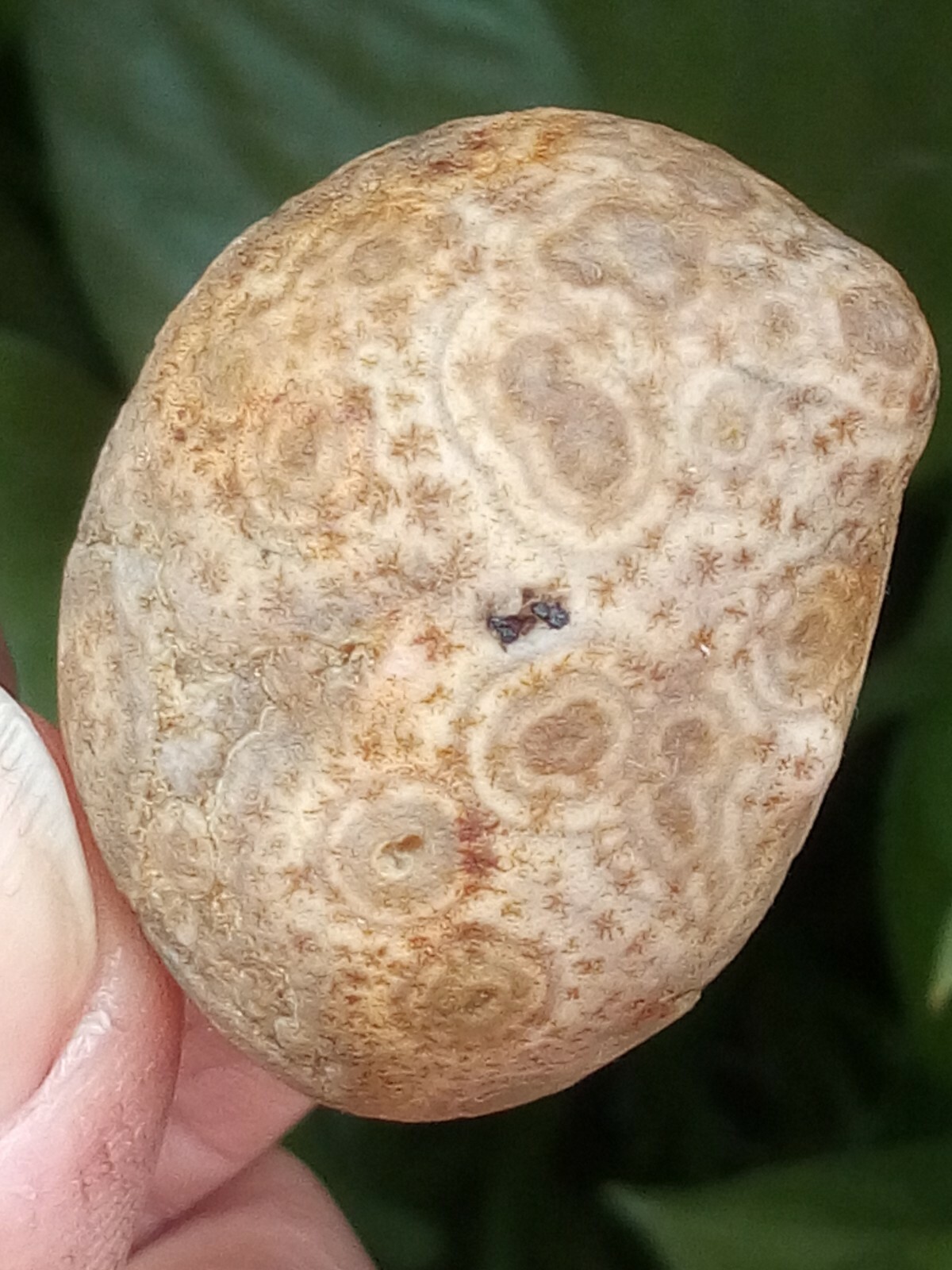 36mm Natural GoBi agate eye agate stone collection china