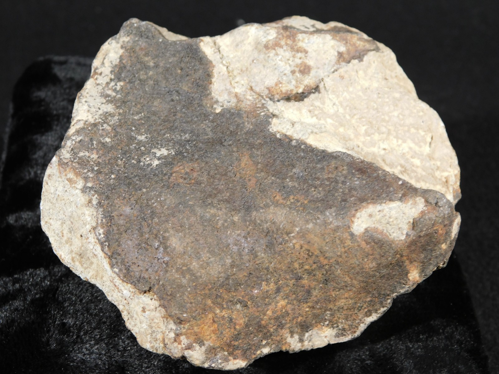 Larger! CLASSIFIED NWA 8245 METEORITE with Dark Fusion Crust Erfoud, Morocco 471