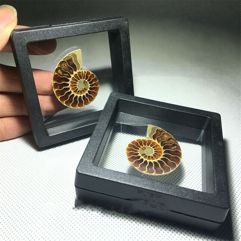 Natural Ammonite Fossil Shell Conch Specimen Crystal Healing Display Box 1pc
