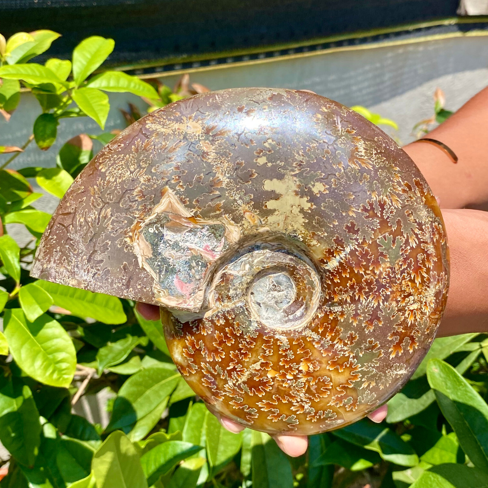 2.51LB Precious ammonite fossil shell specimen opaque yoga meditation energy