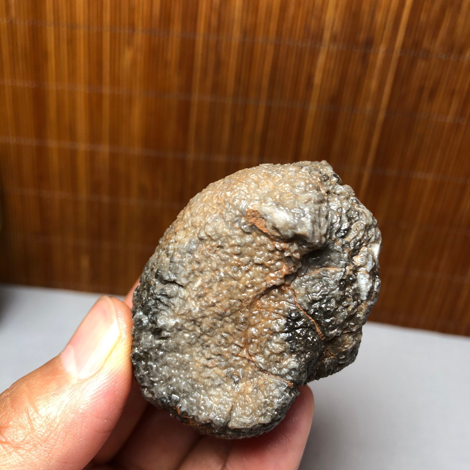 56mm Rare Rugose Coral Slab original Actinocyathus Morocco 133g A9418