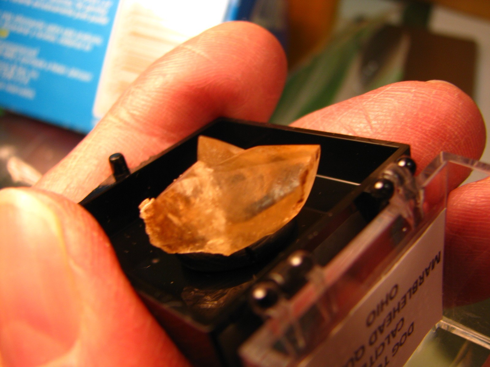 GOLDEN DOGTOOTH CALCITE CRYSTALS THUMBNAIL IN CASE MARBLEHEAD QUARRY OHIO #037