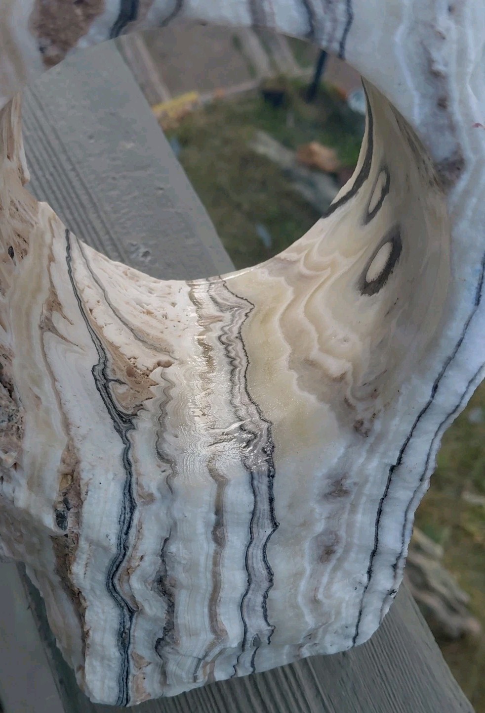 13.25Lb Zebra Calcite W CORED 4″ “Window” Display UV+ Bands Wrap Unique Décor