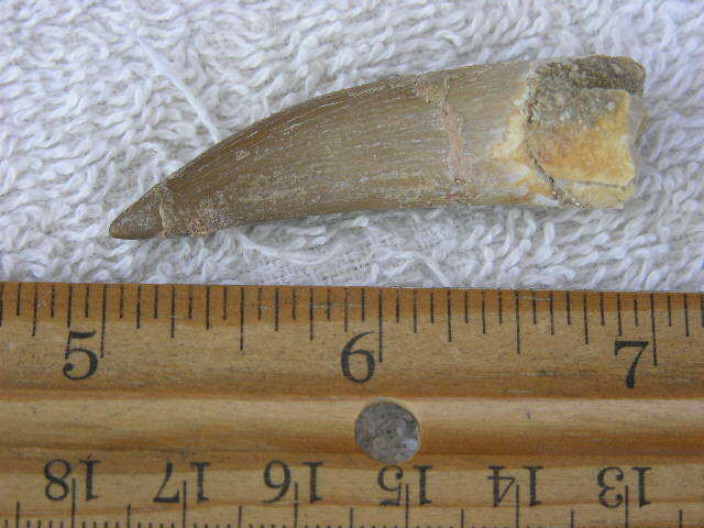 Dinosaur fossil tooth Pliosaurus Jurassic Marine reptile RARE 1.5-2.5 inch DX67