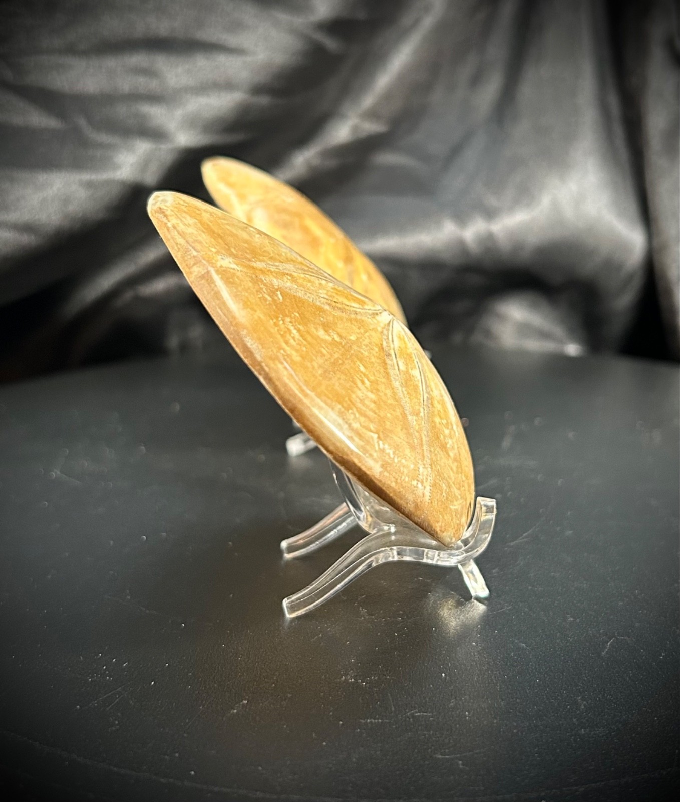 2 Fossil Echinoid Sand Dollars With Acrylic Stands (292 Grams)