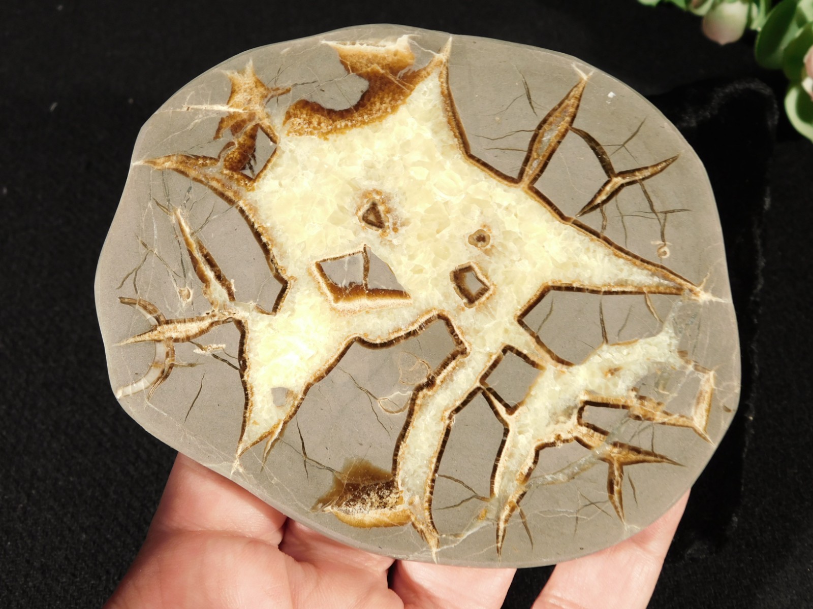 Polished FLUORESCENT SEPTARIAN Nodule Slice 100% Natural w/Stand 244gr
