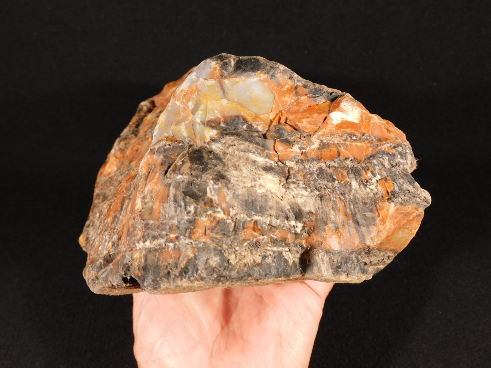 BIG! Highly Agatized Petrified WOOD Fossil From Triassic Arizona 3583gr
