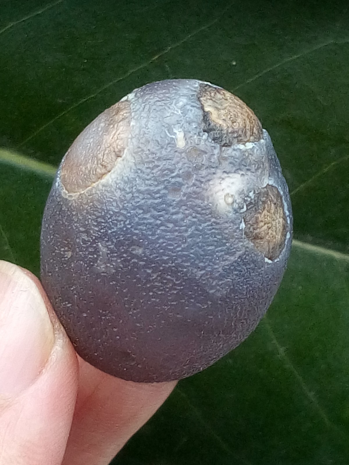 36mm Beautiful Natural Gobi agate eye agate collection