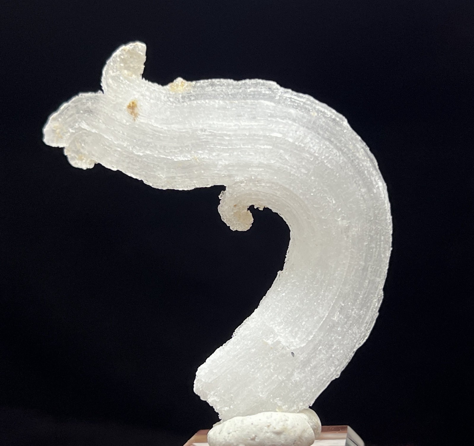67mm ‘Ram’s Horn’ shape Selenite (Gypsum), Natural Mineral Specimen