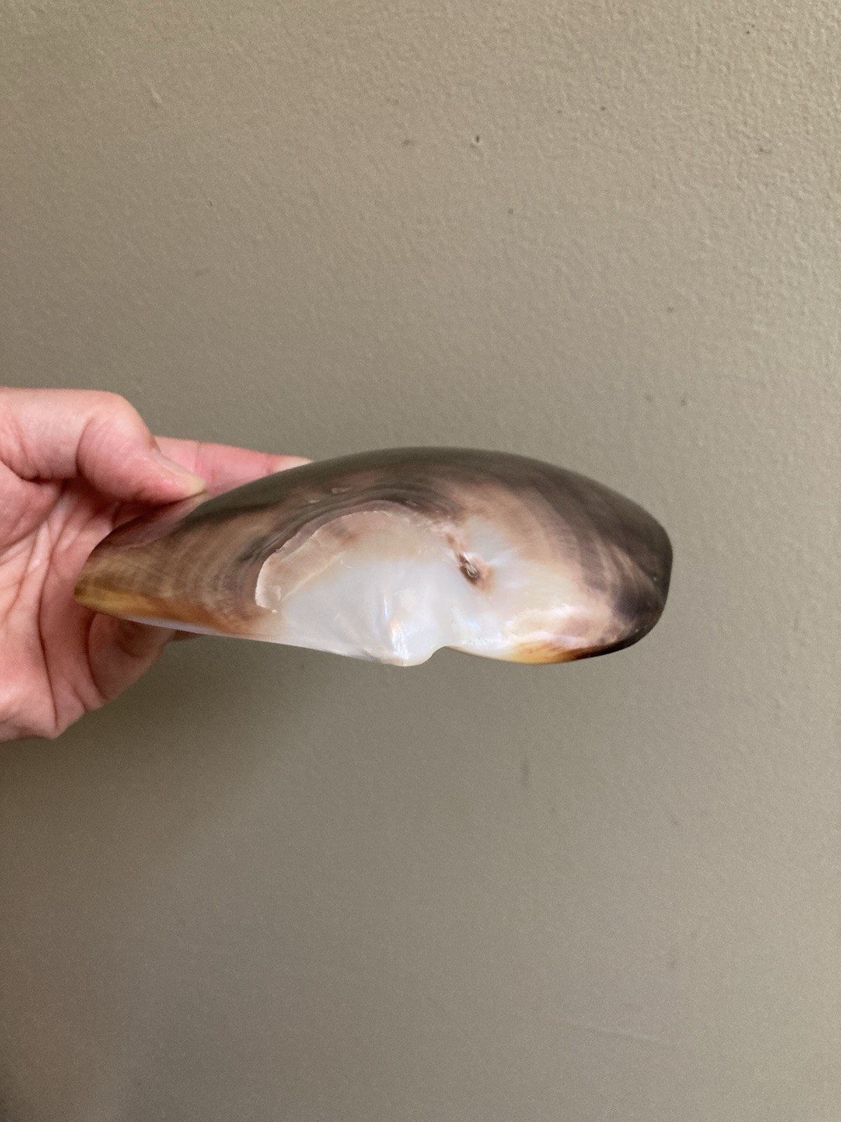 Rare Pinctafe Margaritifera , Pearl Shell, Black Lipped Pearl, 5.25” X 5”, 75 G