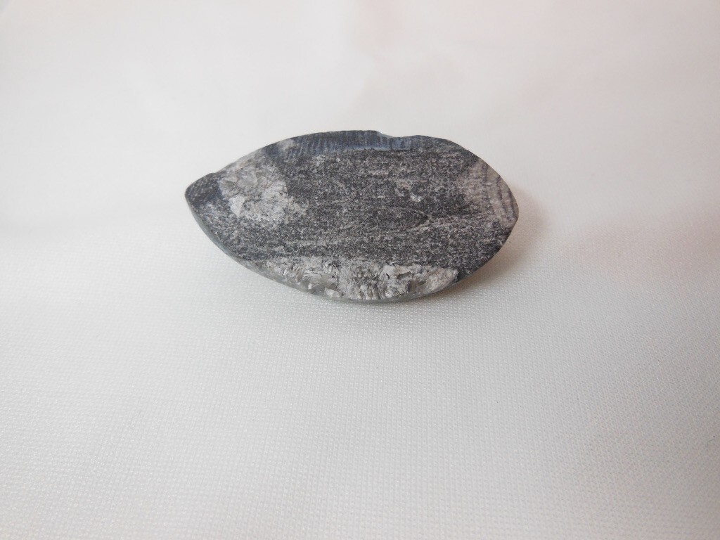 Orthoceras Fossil / Morocco / Polished / Nice Detail