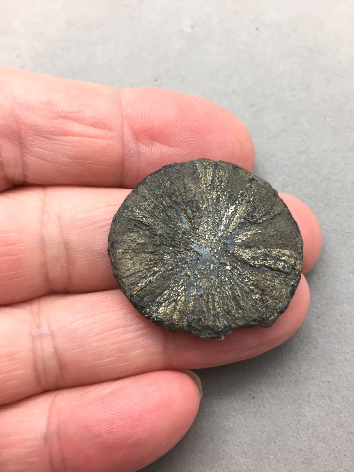 Pyrite Sun Miners Dollar 1 1/4″ Southern Illinois Coal Mine Mineral Specimen IL
