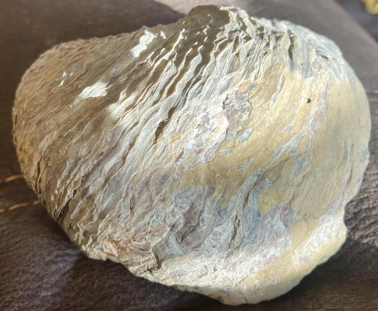 Giant Fossilized Oyster 1/2 Of The Shell 5” 3/16 L x 5” 15/16 L x 2 15/16 W