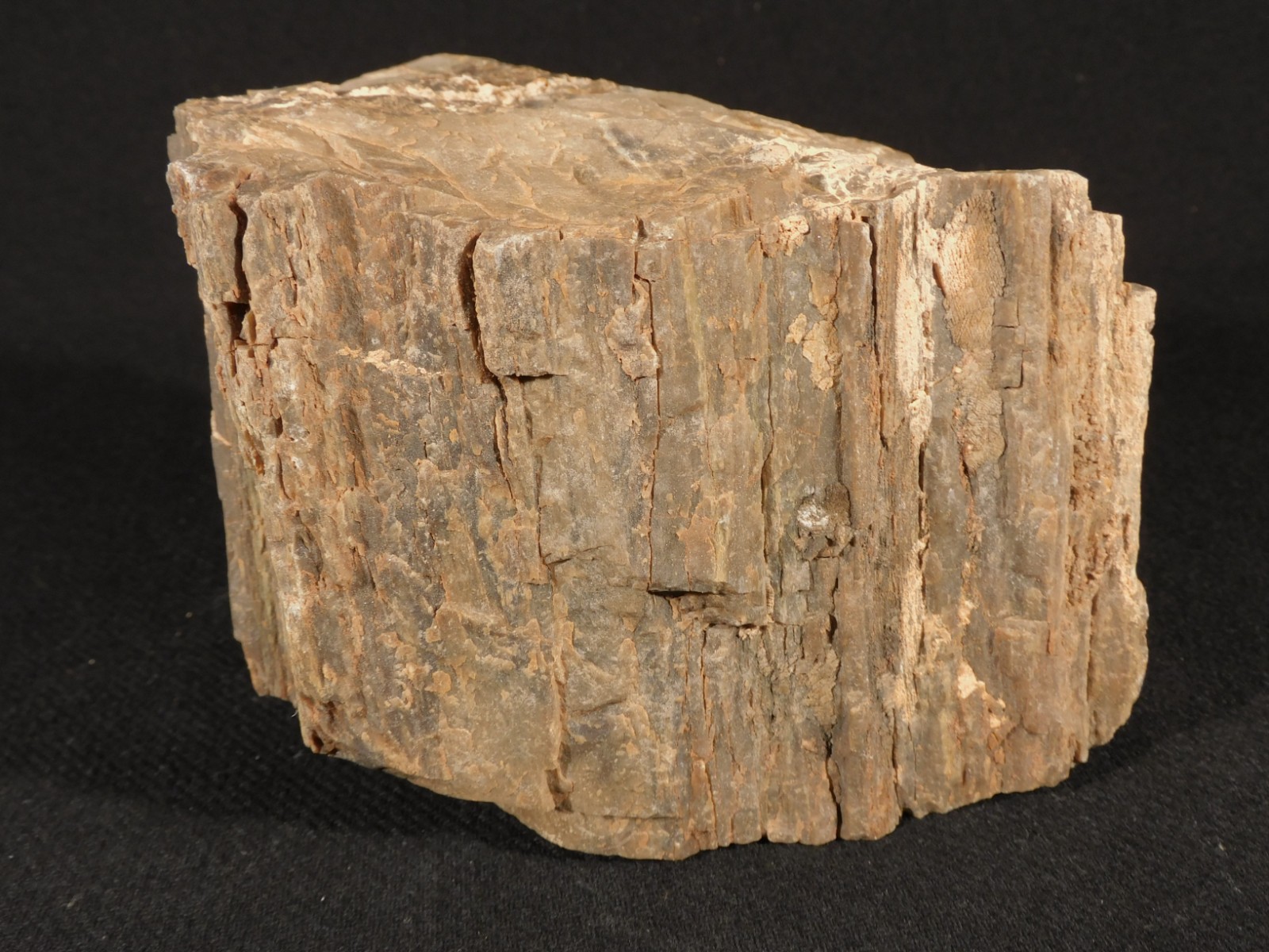 Nice BARK! Big Petrified WOOD Fossil From JURASSIC Utah 2200gr
