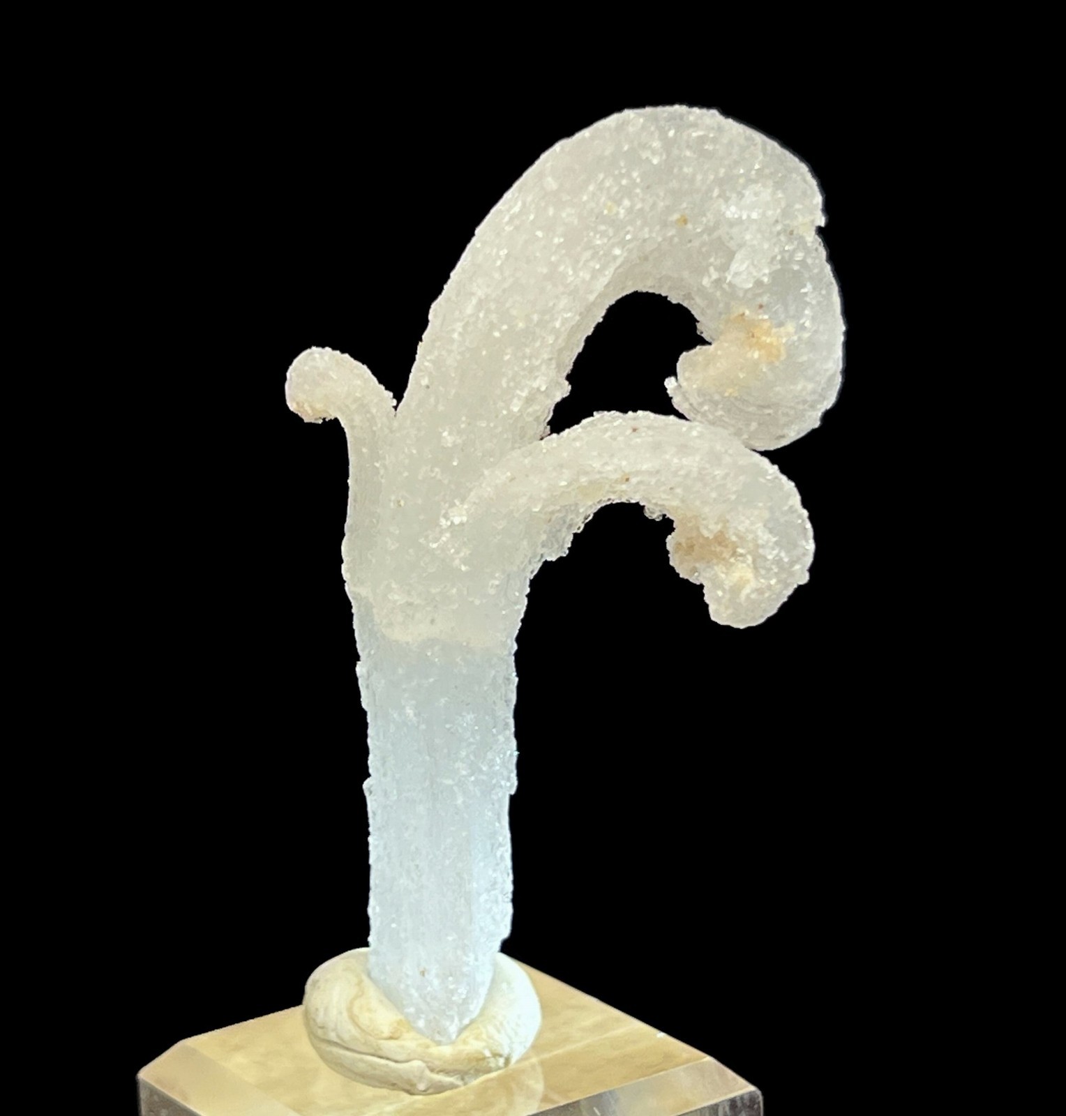 59mm ‘Ram’s Horn’ shape Selenite (Gypsum), Natural Mineral Specimen