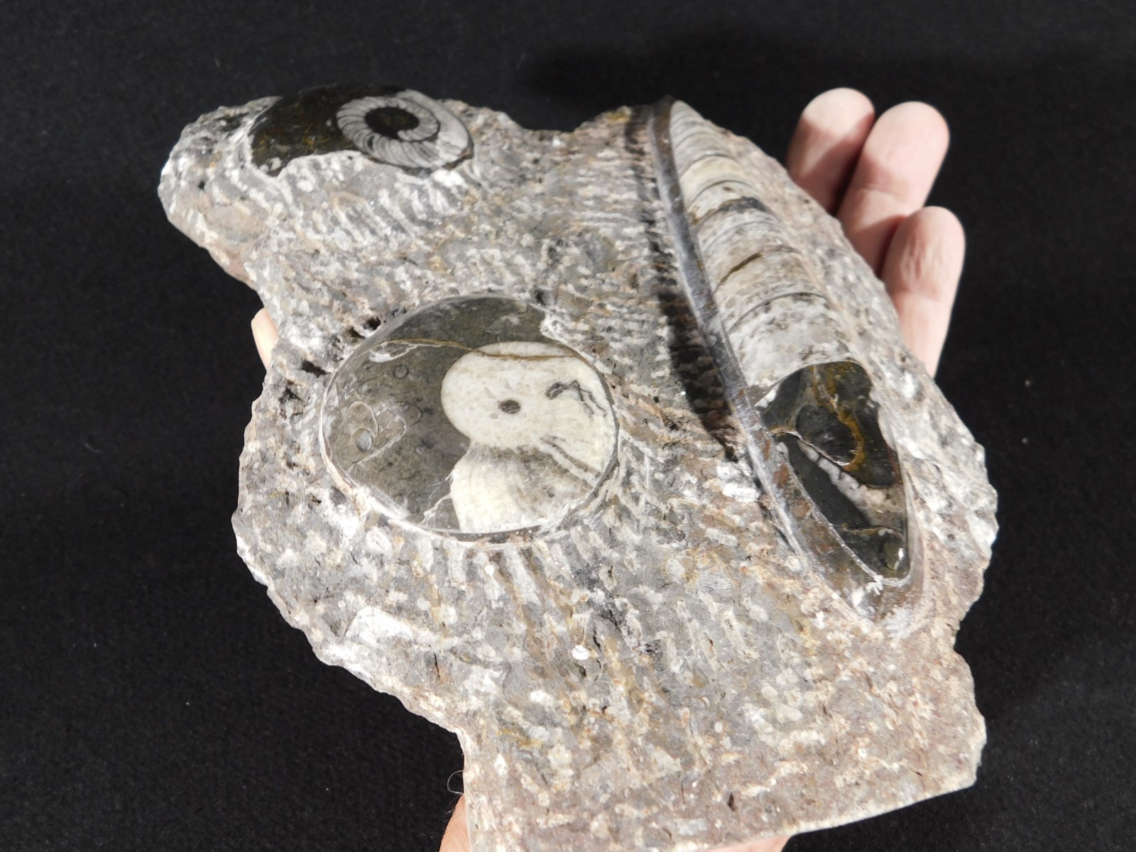TWO! FREE Standing Polished Goniatite Fossils and an Orthoceras Morocco 1838gr