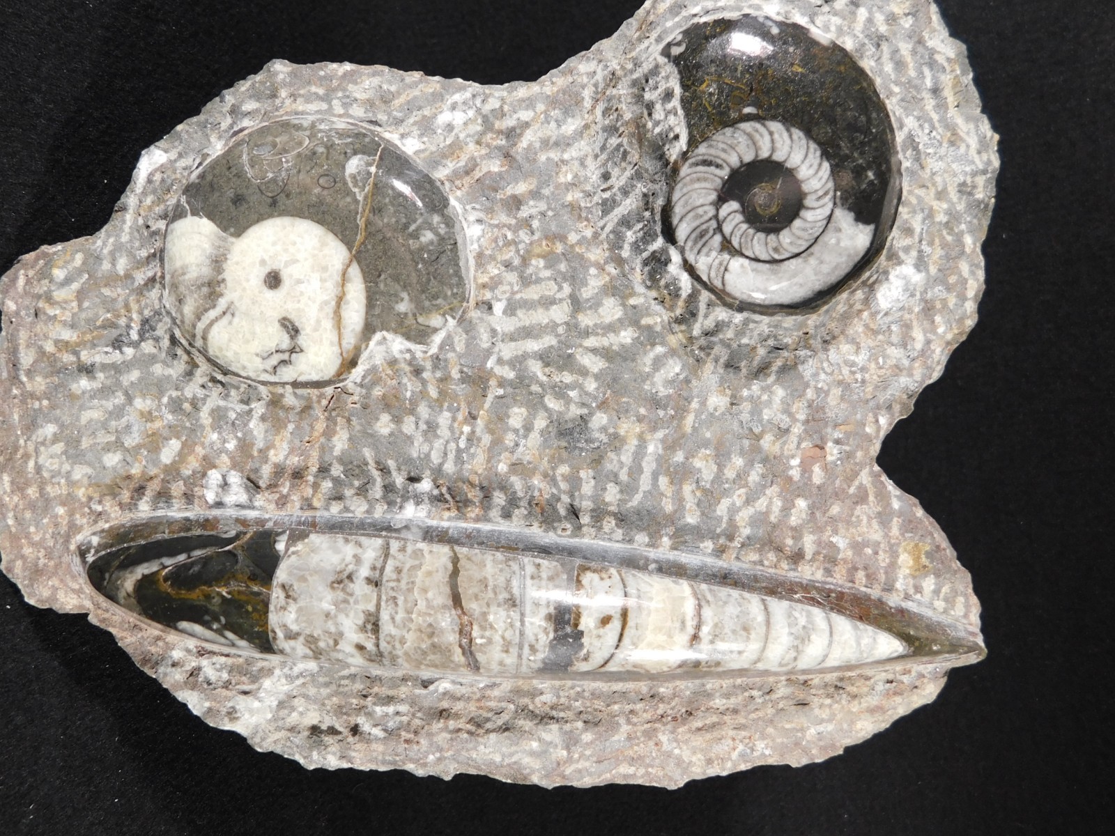 TWO! FREE Standing Polished Goniatite Fossils and an Orthoceras Morocco 1838gr