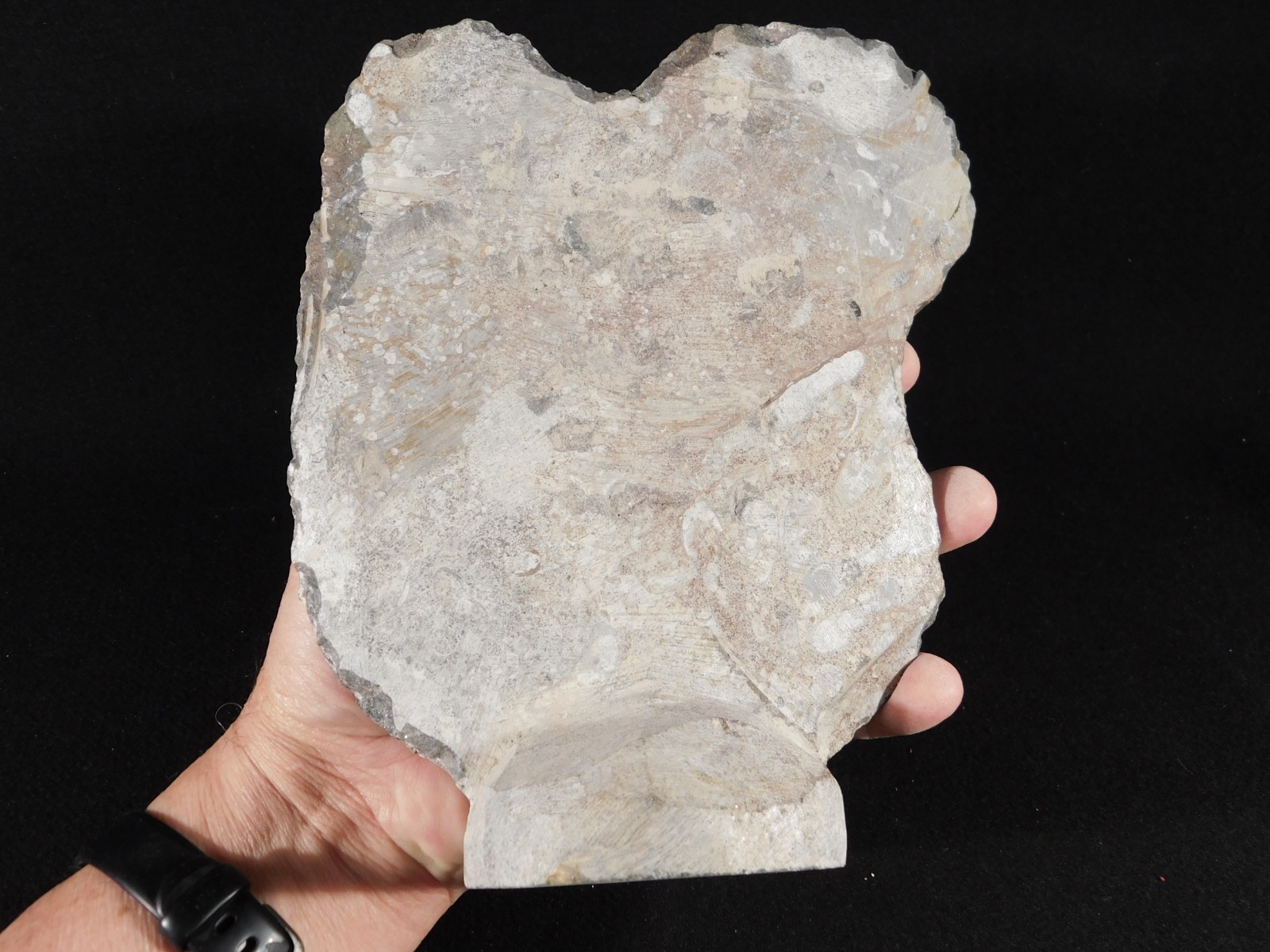 TWO! FREE Standing Polished Goniatite Fossils and an Orthoceras Morocco 1838gr