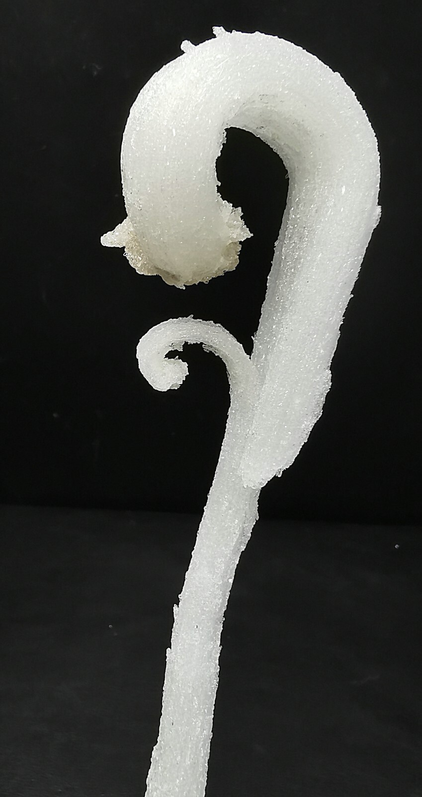 50gNatural ‘Ram’s Horn’ shape Selenite (Gypsum), Natural Mineral Specimen