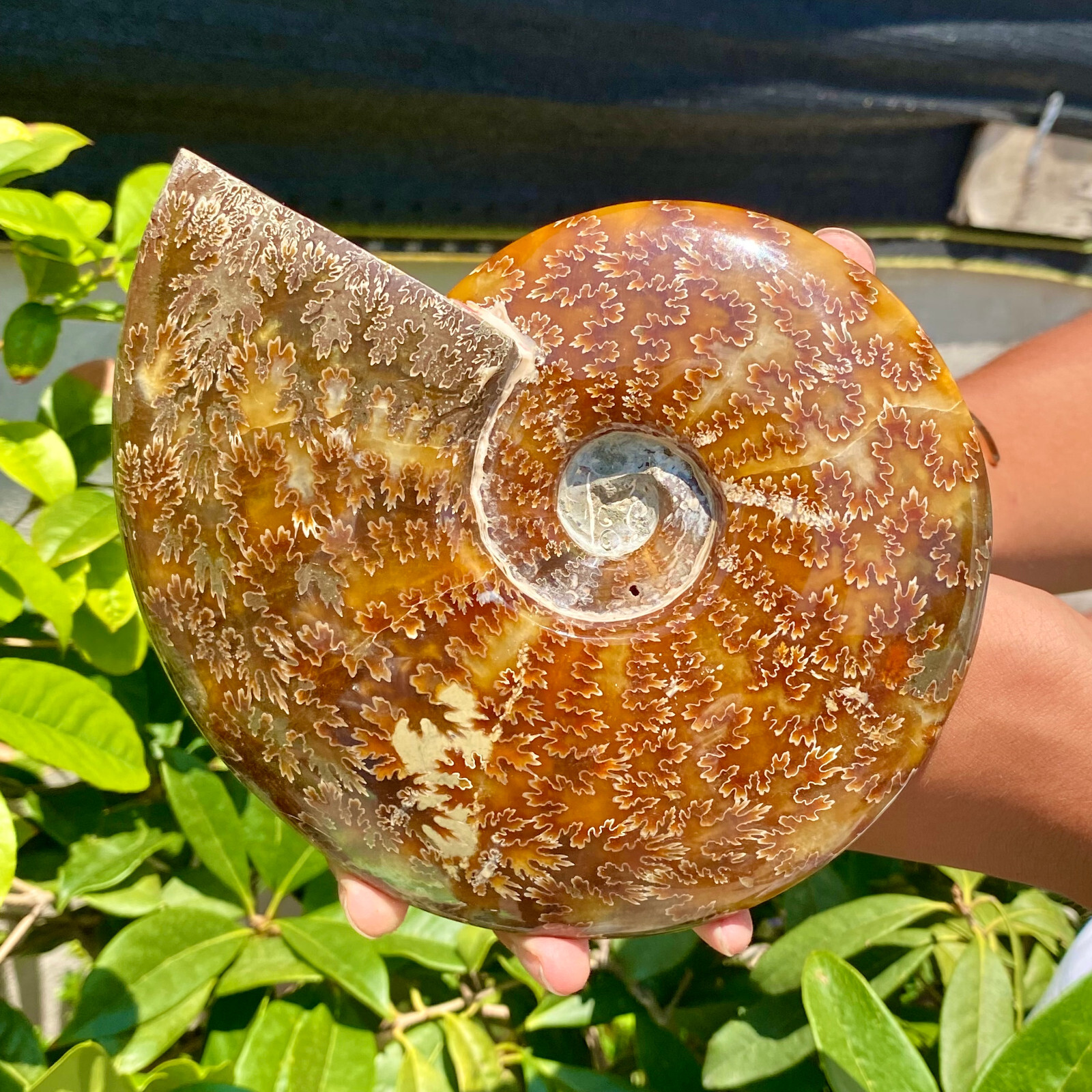 2.51LB Precious ammonite fossil shell specimen opaque yoga meditation energy