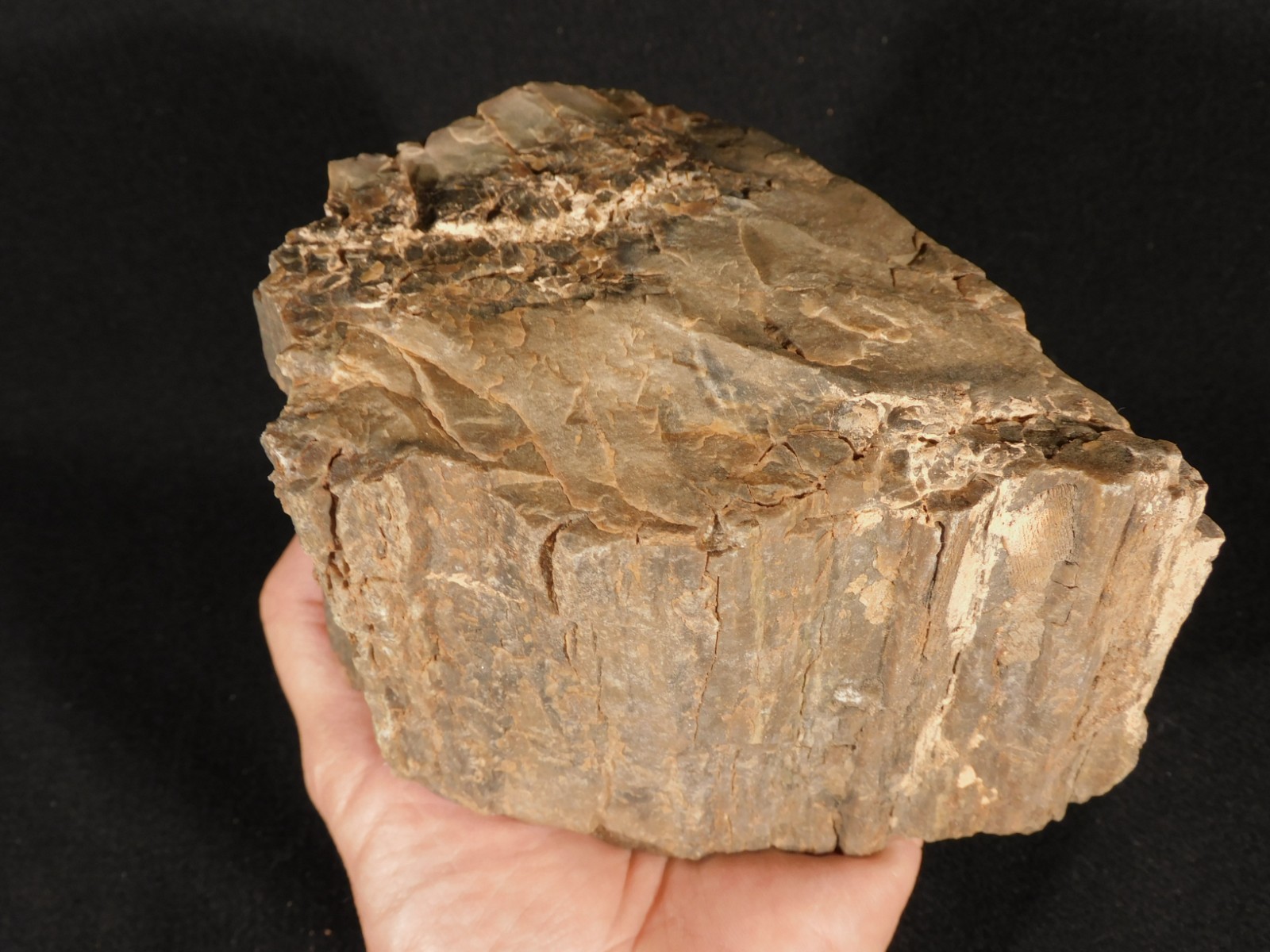 Nice BARK! Big Petrified WOOD Fossil From JURASSIC Utah 2200gr