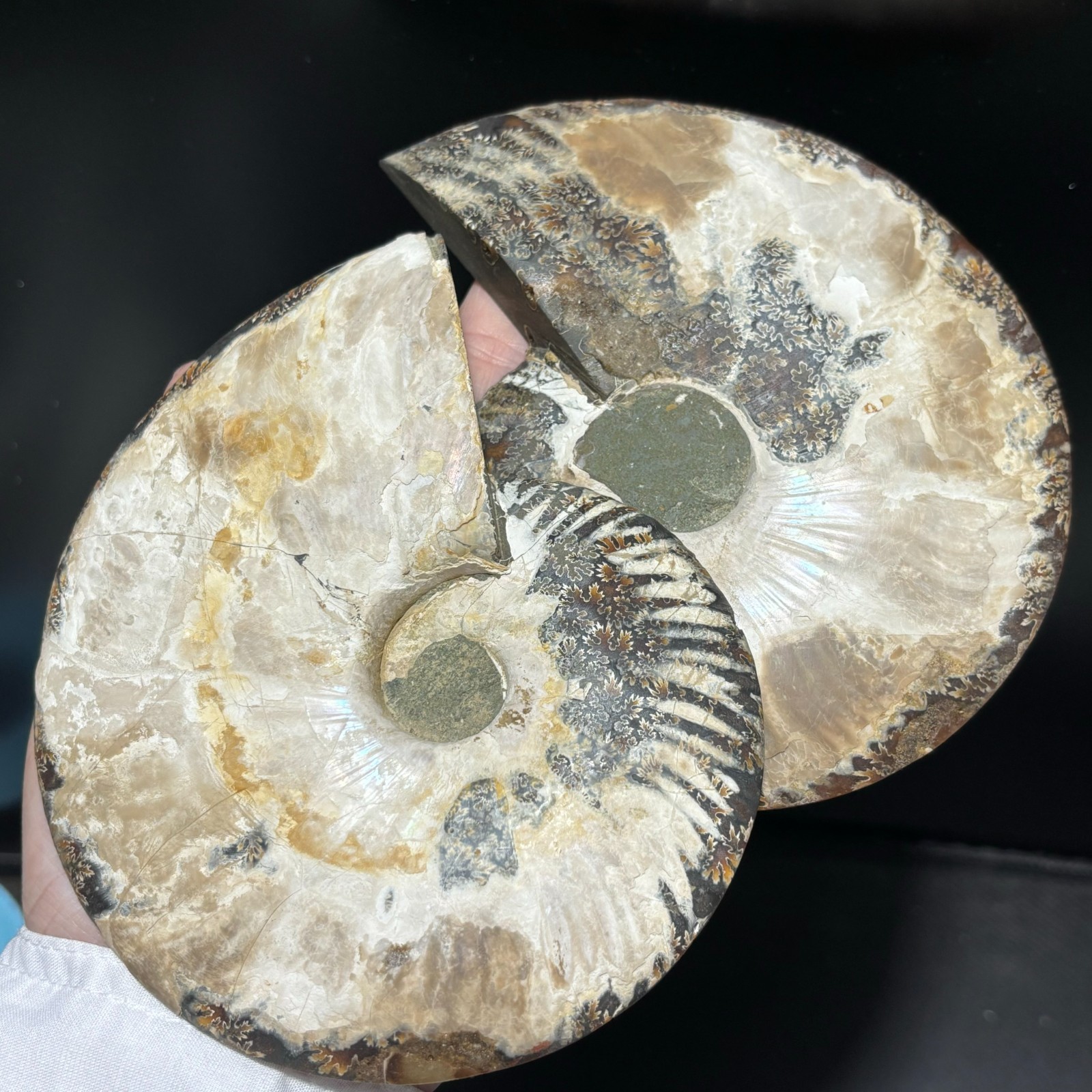 TOP 200G+ Natural ammonite fossil conch crystal specimen healing care 1pc